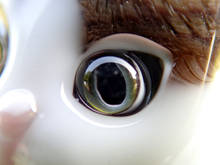 n013.jpg