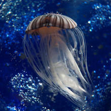 IMG_0445_co.jpg