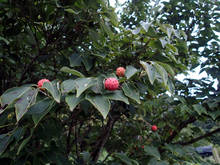 p011.jpg