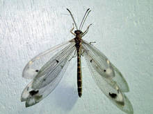 p100.jpg