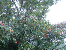 p014.jpg