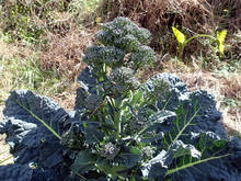 p07.jpg