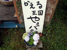 pd005.jpg