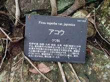 20200611.jpg