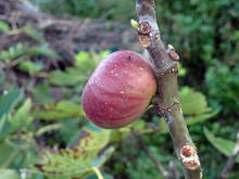 P9290642.jpg